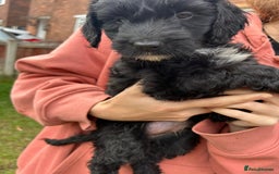 Cockapoo dogs for sale: Cockapoo pups - Image 16