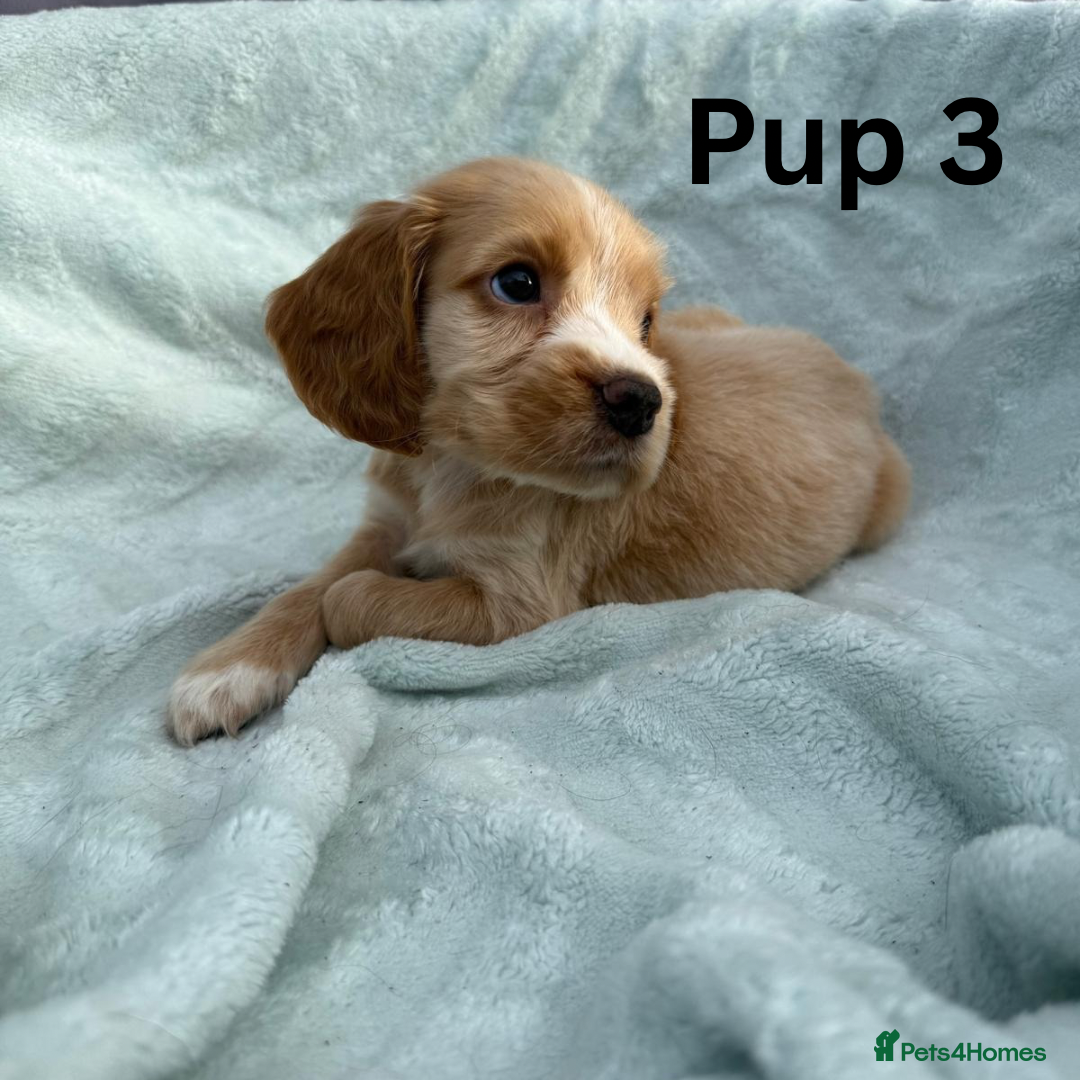Cocker Spaniel dogs for sale: ⭐️ SHOW TYPE COCKER SPANIEL - READY ON 1ST AUGUST - Image 11