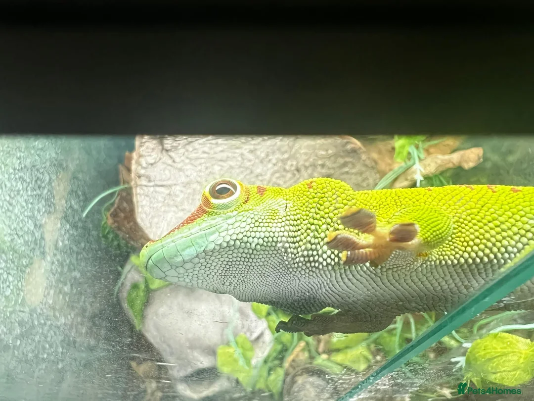 Gecko reptiles for sale: Giant Madagascan Day Gecko + Set-up in Badminton - Advert 4