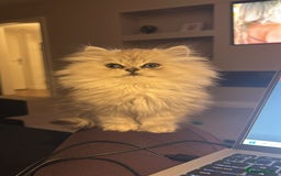 Persian cats for sale: Persian kitten - male - Image 4