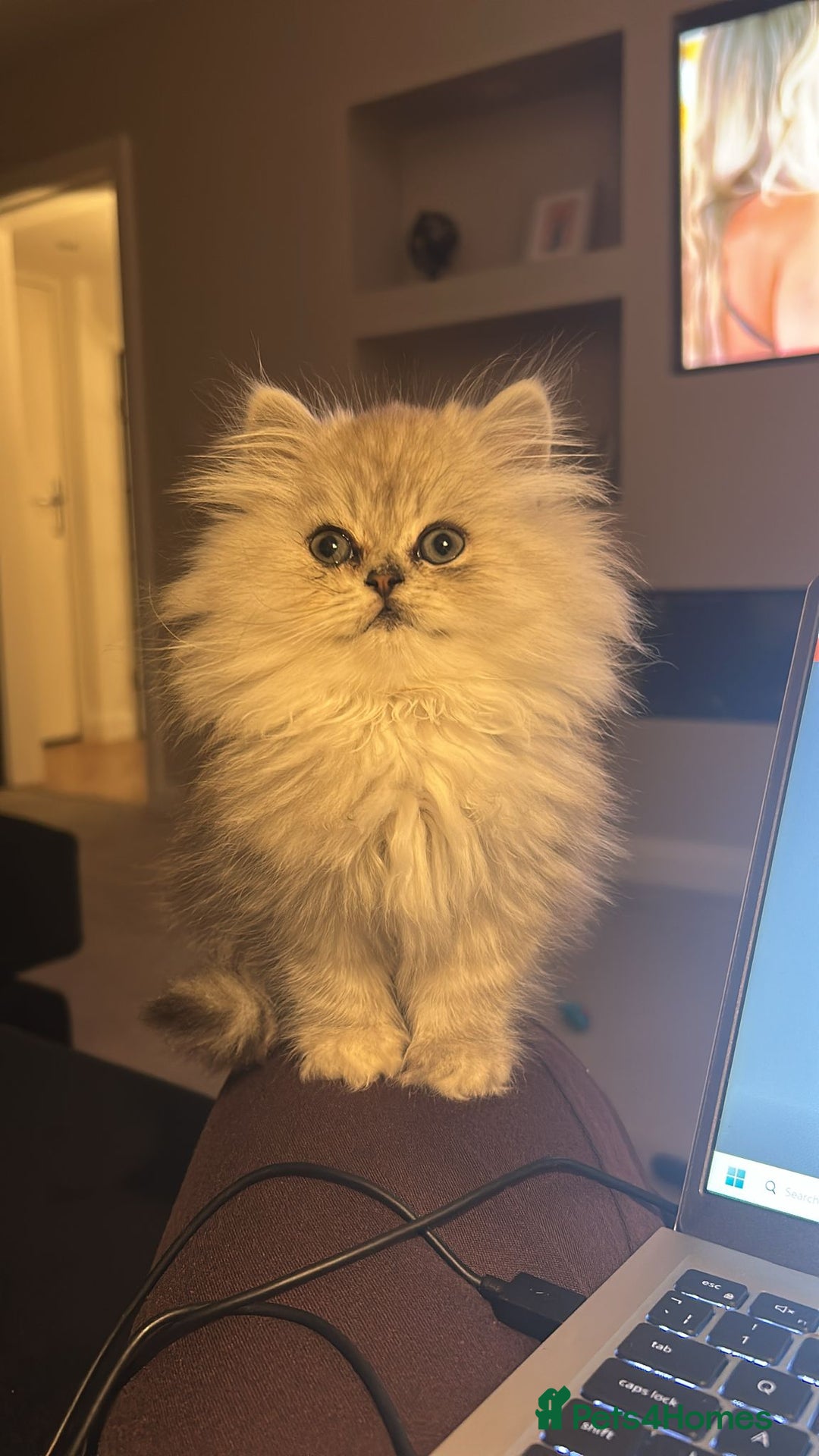 Persian cats for sale: Persian kitten - male - Image 4