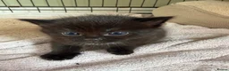 Domestic Shorthair cats for sale: Dsh kittens  - Advert 4