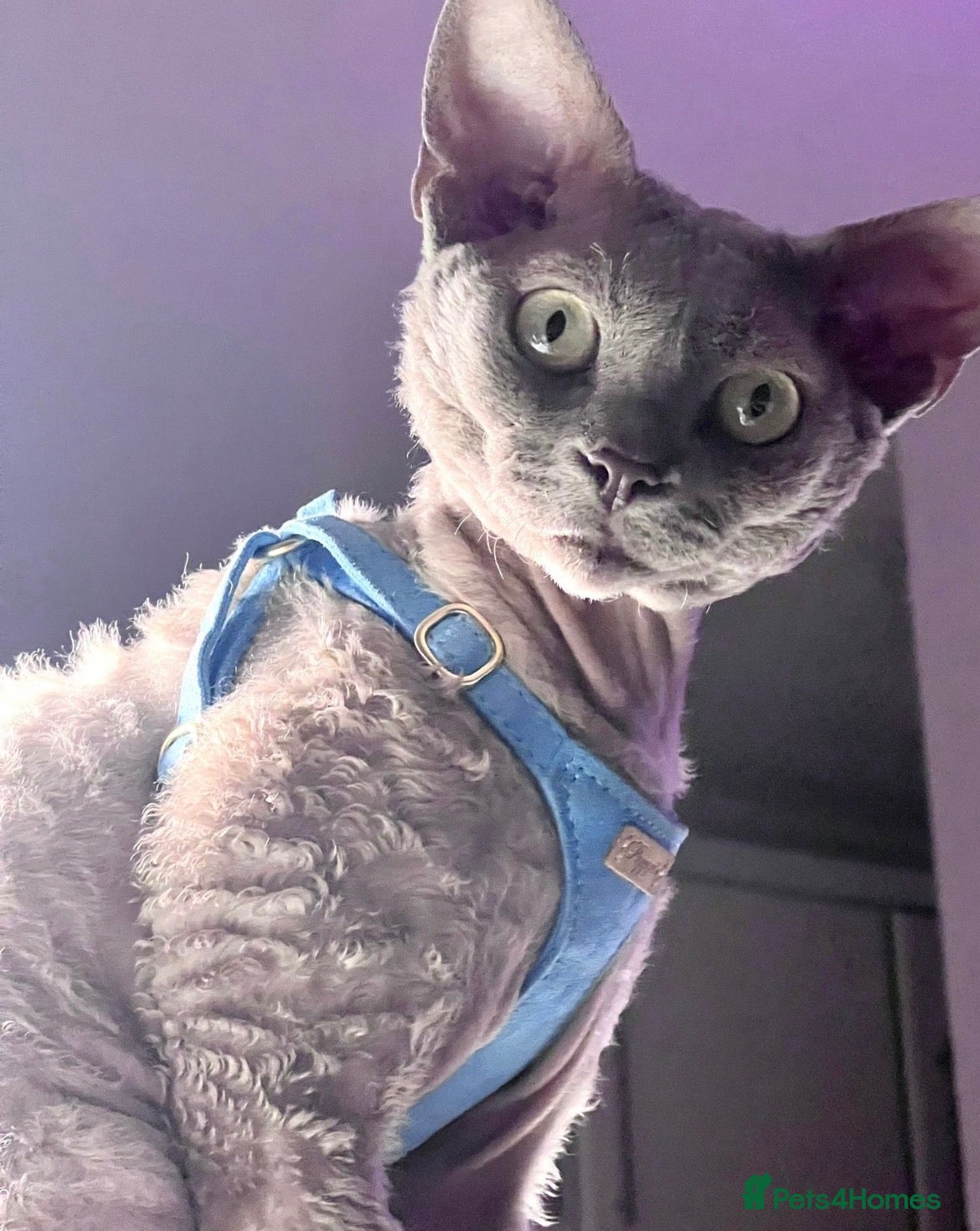 Devon Rex cats Outstanding FIFE register beautiful  lilac boy - Advert 6