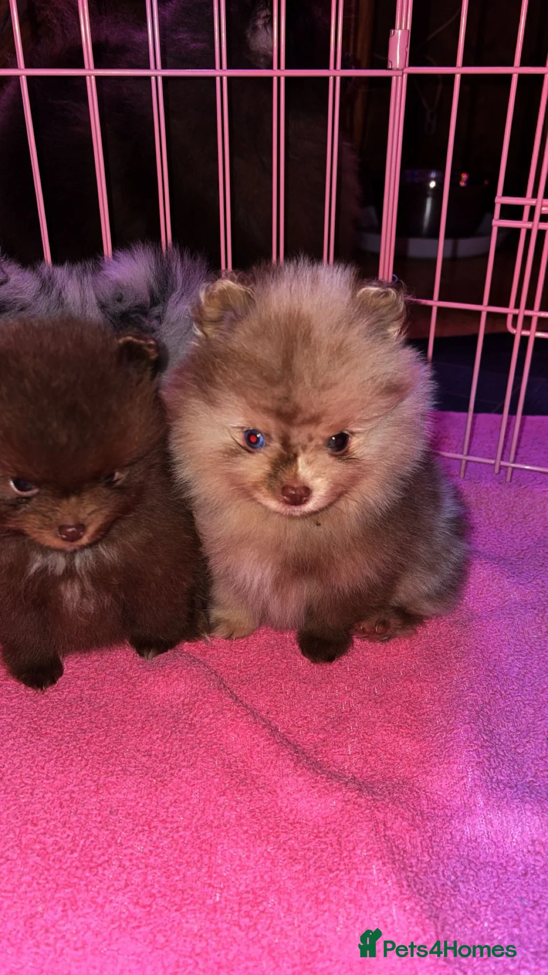 Pomeranian dogs for stud: Beautiful blue eyed Alaskan merle Pomeranian stud in Swansea - Advert 11