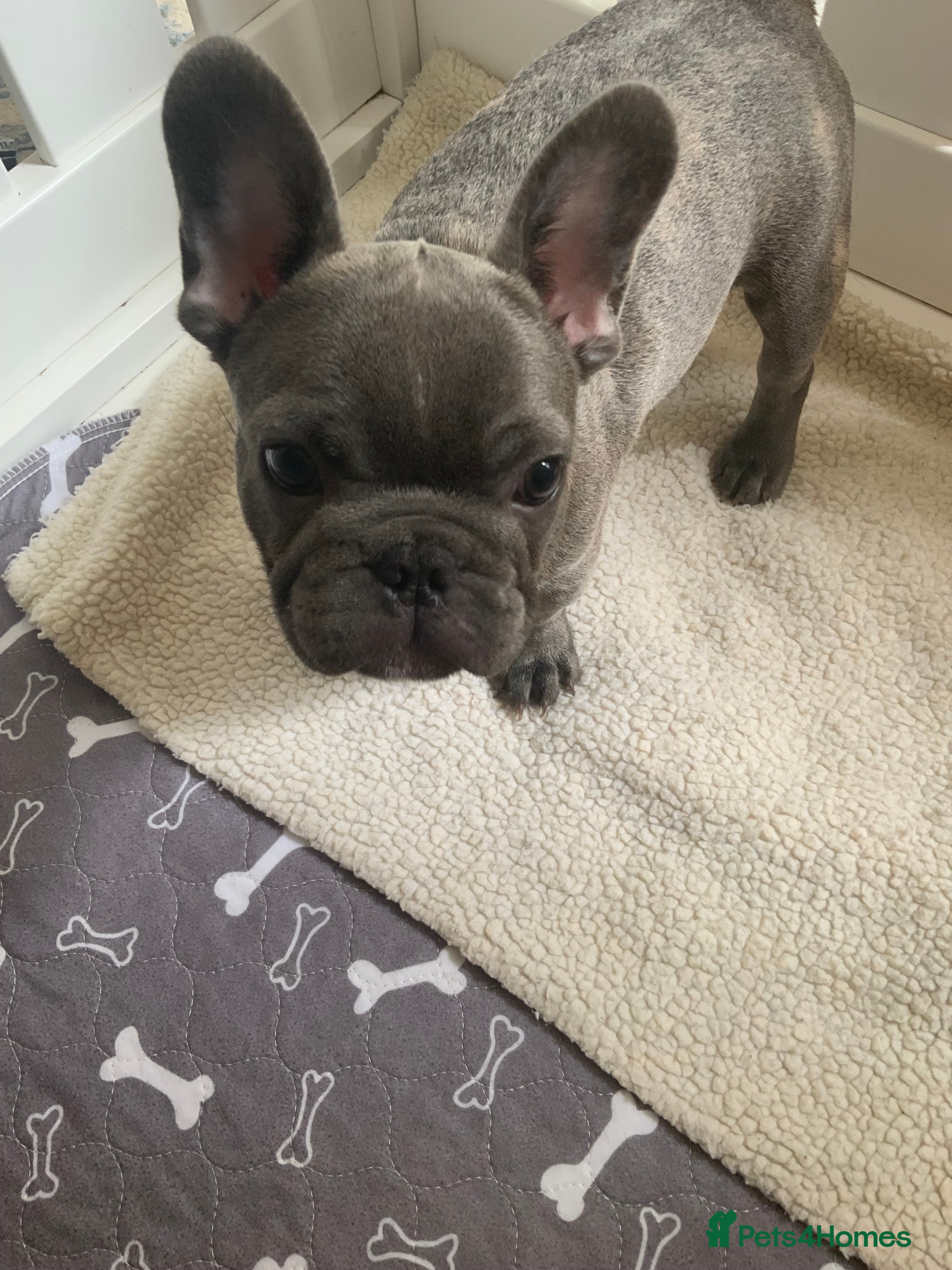 French Bulldog dogs for sale: 2 rare beautiful french bulldog 11 weeks old  - Advert 10