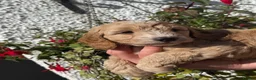 Cockapoo dogs for sale: F1 Cockapoo - Advert 4