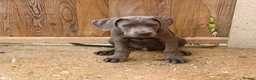 Cane Corso dogs for sale: Cane corso pups fully vaccinated  - Advert 12