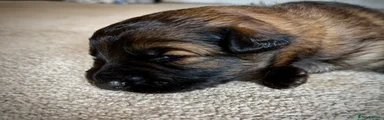 German Shepherd 2 - Lemon collar