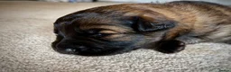 German Shepherd dogs for sale: German Shepherd Puppies 🐾 - Advert 34