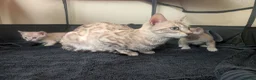 Bengal cats for sale: Stunning Snow Bengal kittens  - Advert 5
