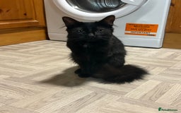 Domestic Shorthair cats for sale: Beautiful little girl needing new home  - Image 1
