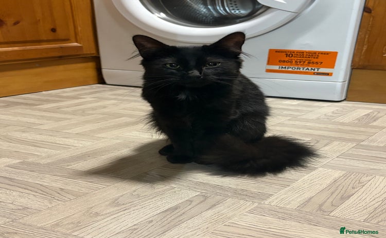 Domestic Shorthair cats - Advert 1
