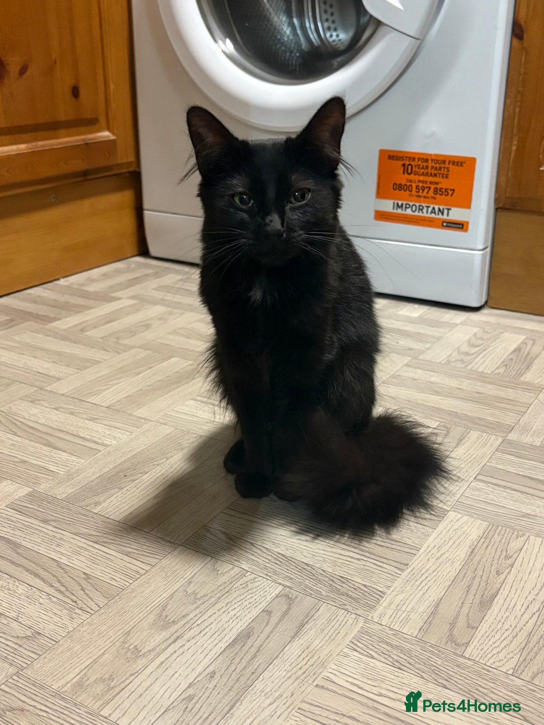 Domestic Shorthair cats for sale: Beautiful little girl needing new home  - Image 1