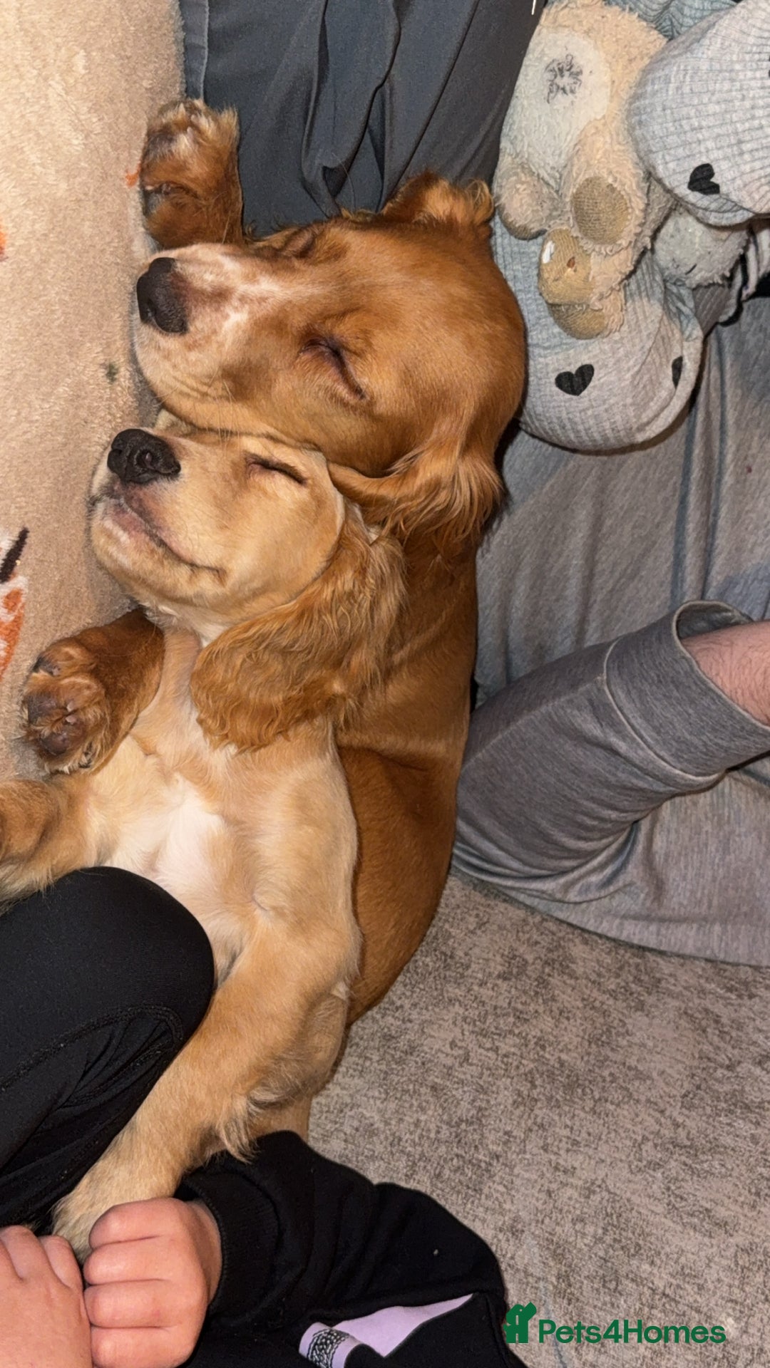 Cocker Spaniel dogs for sale: Teddy and lady - Advert 3