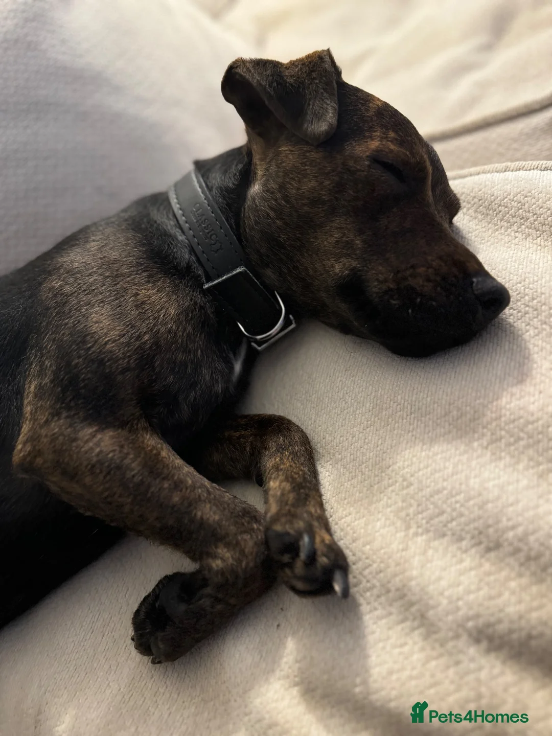 Patterdale Terrier dogs for sale: Patterdale Cross Bitch - Advert 4