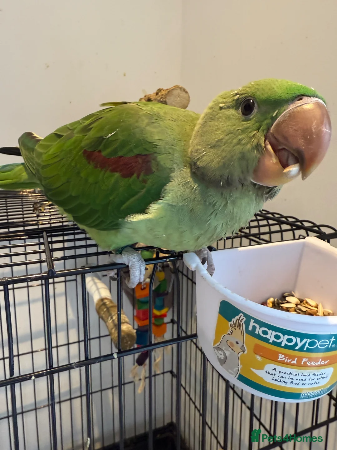 Parrots birds for sale: Alexandrine Parrot (Male) 9 weeks Old!  - Advert 2