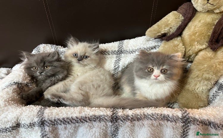Persian cats - Advert 14