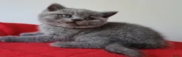 British Shorthair cats for sale: Pure BSH Blue - Ready Now  - Advert 7