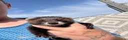 Ferret rodents for sale: 2 male ferrets in Sheffield - Advert 2