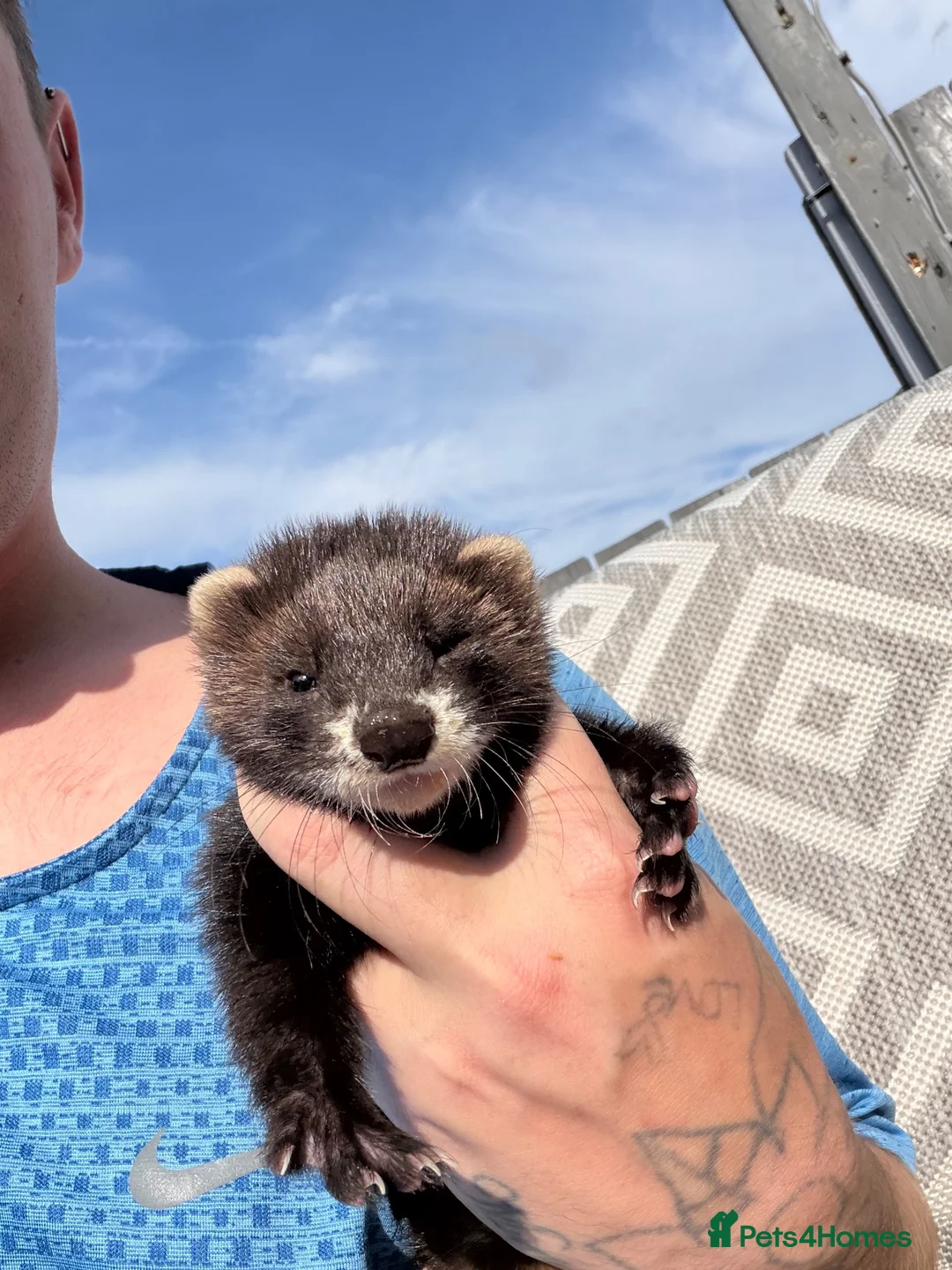 Ferret rodents for sale: 2 male ferrets in Sheffield - Advert 2