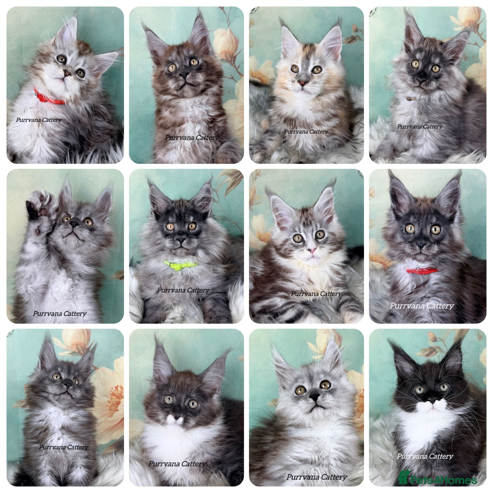 Maine Coon cats TICA registered adorable Maine coon kittens - Advert 1