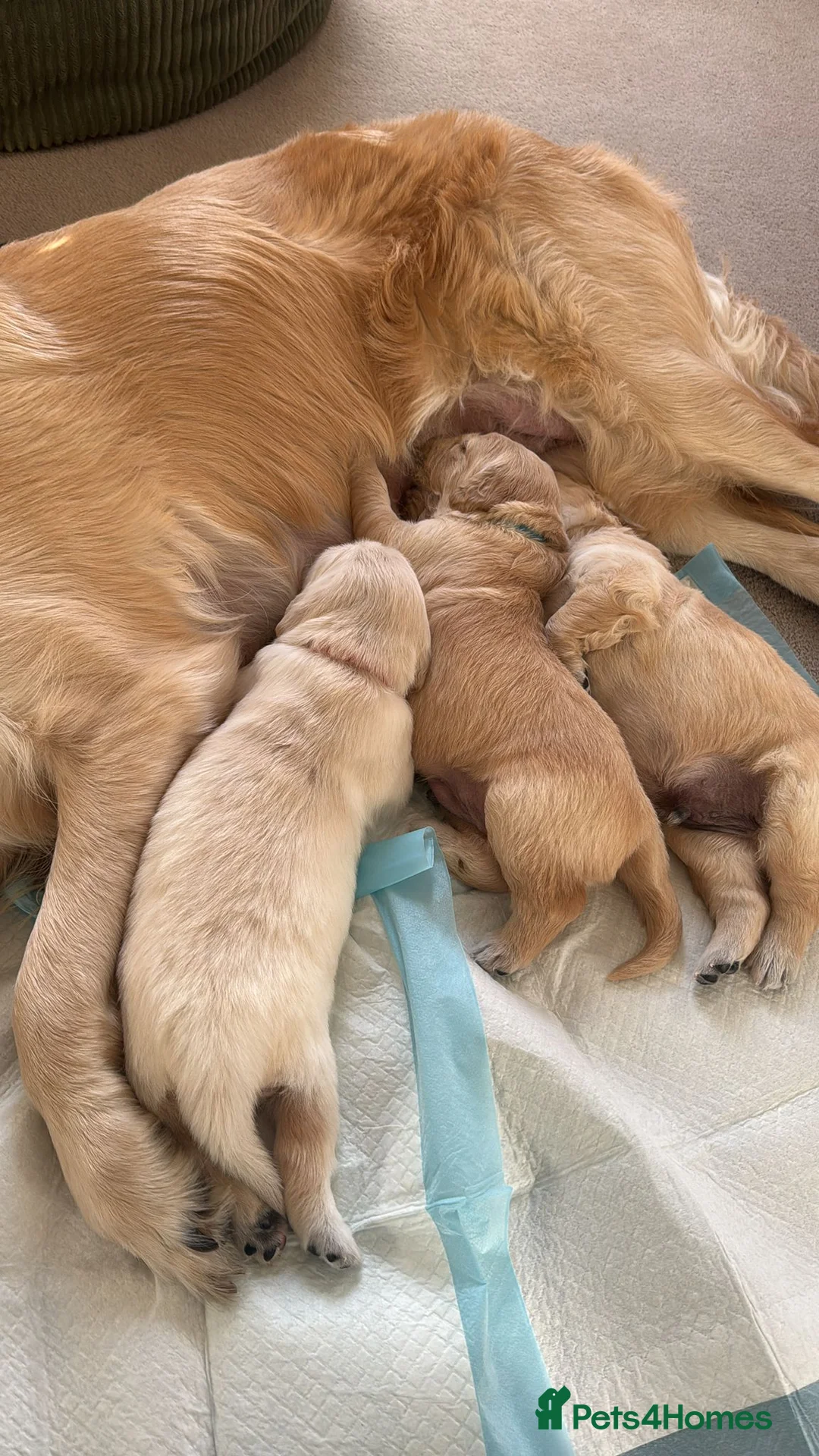 Golden Retriever dogs for sale: Beautiful KC registered Golden Retriever puppies - Advert 18