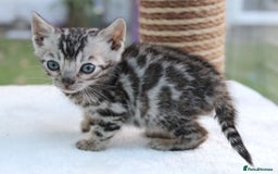 Bengal cats for sale: CUTE BENGAL KITTENS AVAILABLE - Image 7