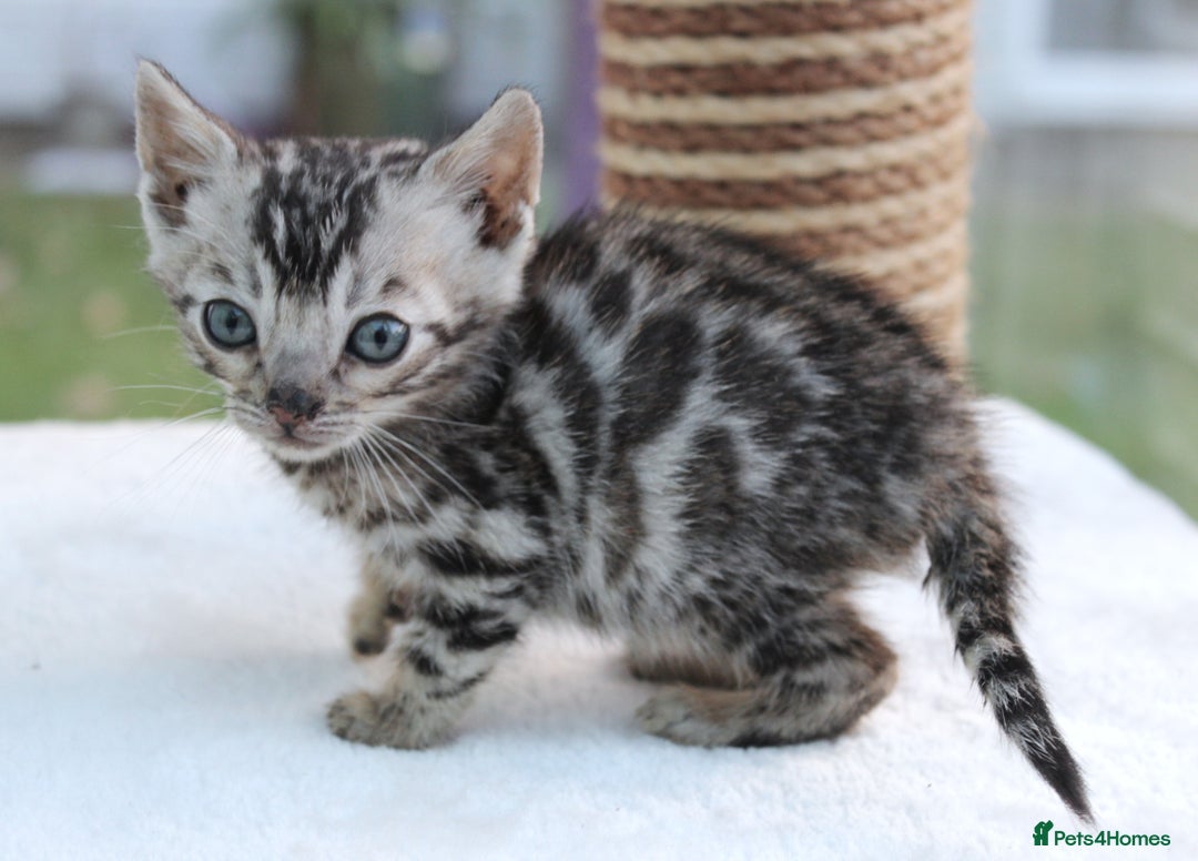Bengal cats for sale: CUTE BENGAL KITTENS AVAILABLE - Image 7