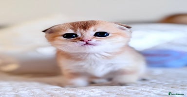 Scottish Fold cats - Advert 2
