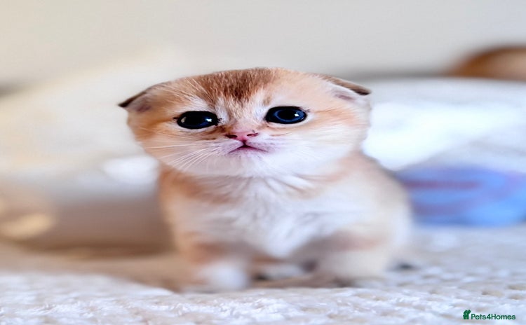 Scottish Fold cats - Advert 15