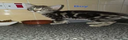 Mixed Breed cats for sale: Kittens looking for their forever homes - Advert 9