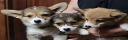 Welsh Corgi Pembroke dogs for sale: 2 Tri Pembrokeshire corgi pups look for homes - Advert 5