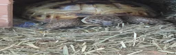 Hermann Tortoise reptiles for sale: Hermann tortoise  in Barnsley - Advert 1