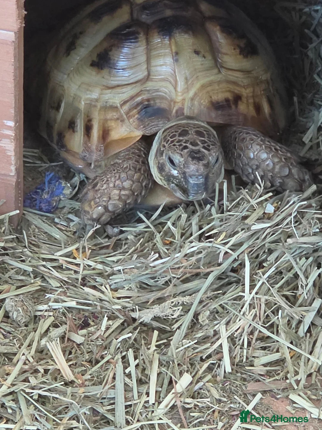Hermann Tortoise reptiles for sale: Hermann tortoise  in Barnsley - Advert 1
