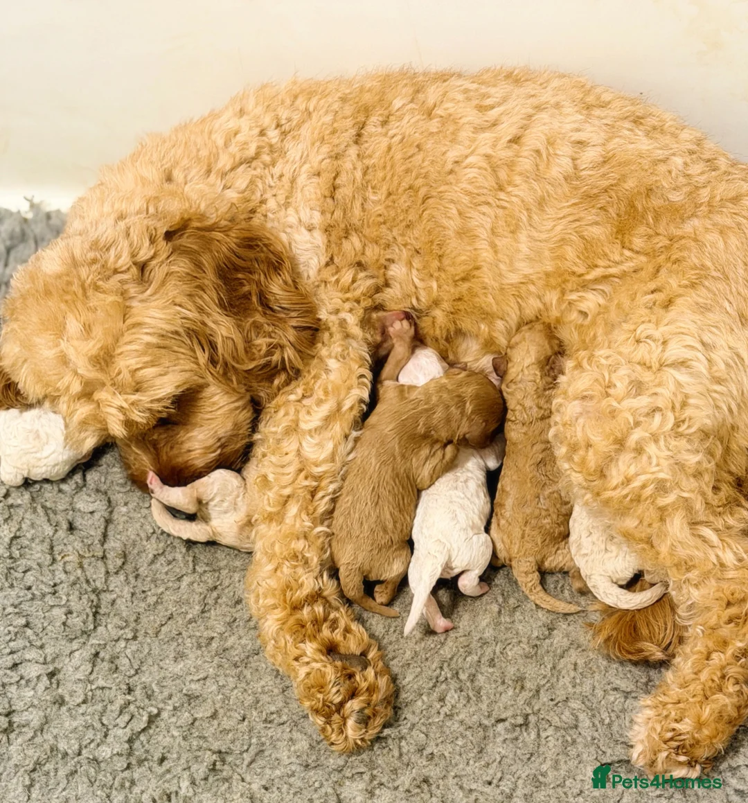 Cavapoo dogs for sale: Cavapoo puppies - Advert 9