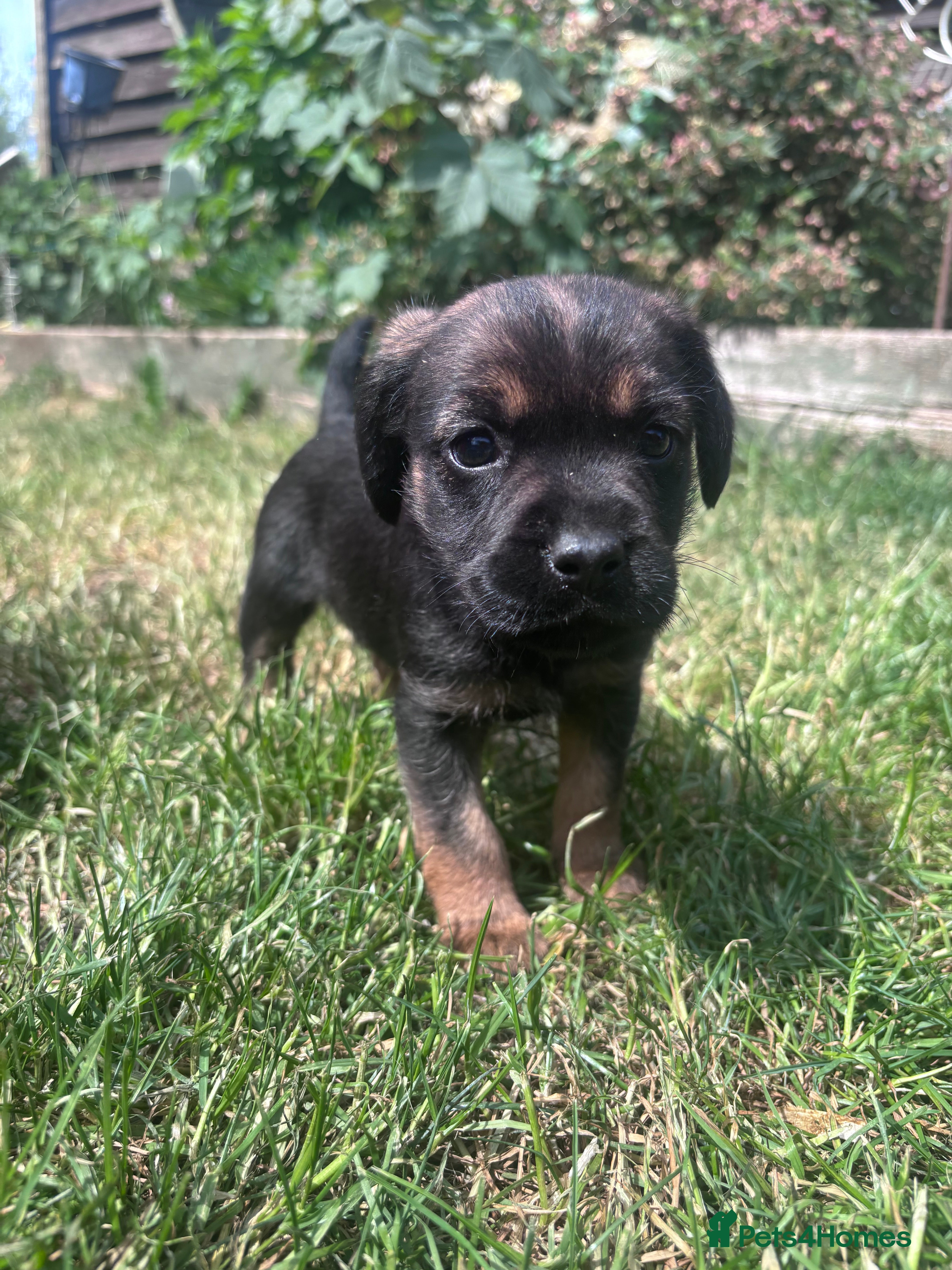 Mixed Breed dogs Beautiful super friendly puppies  - Advert 2