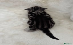 British Shorthair cats for sale: GCCF British shorthair silver tabby kittens  - Image 5
