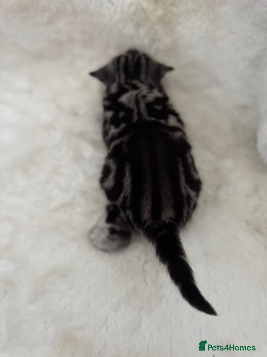 British Shorthair cats for sale: GCCF British shorthair silver tabby kittens  - Image 5