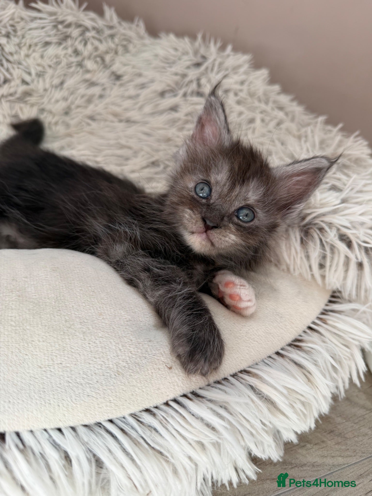 Maine Coon cats LAST AVAILABLE Moons Maines Maine Coon Kittens  - Advert 2