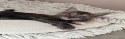 Maine Coon cats for sale: LAST AVAILABLE Moons Maines Maine Coon Kittens  - Advert 5