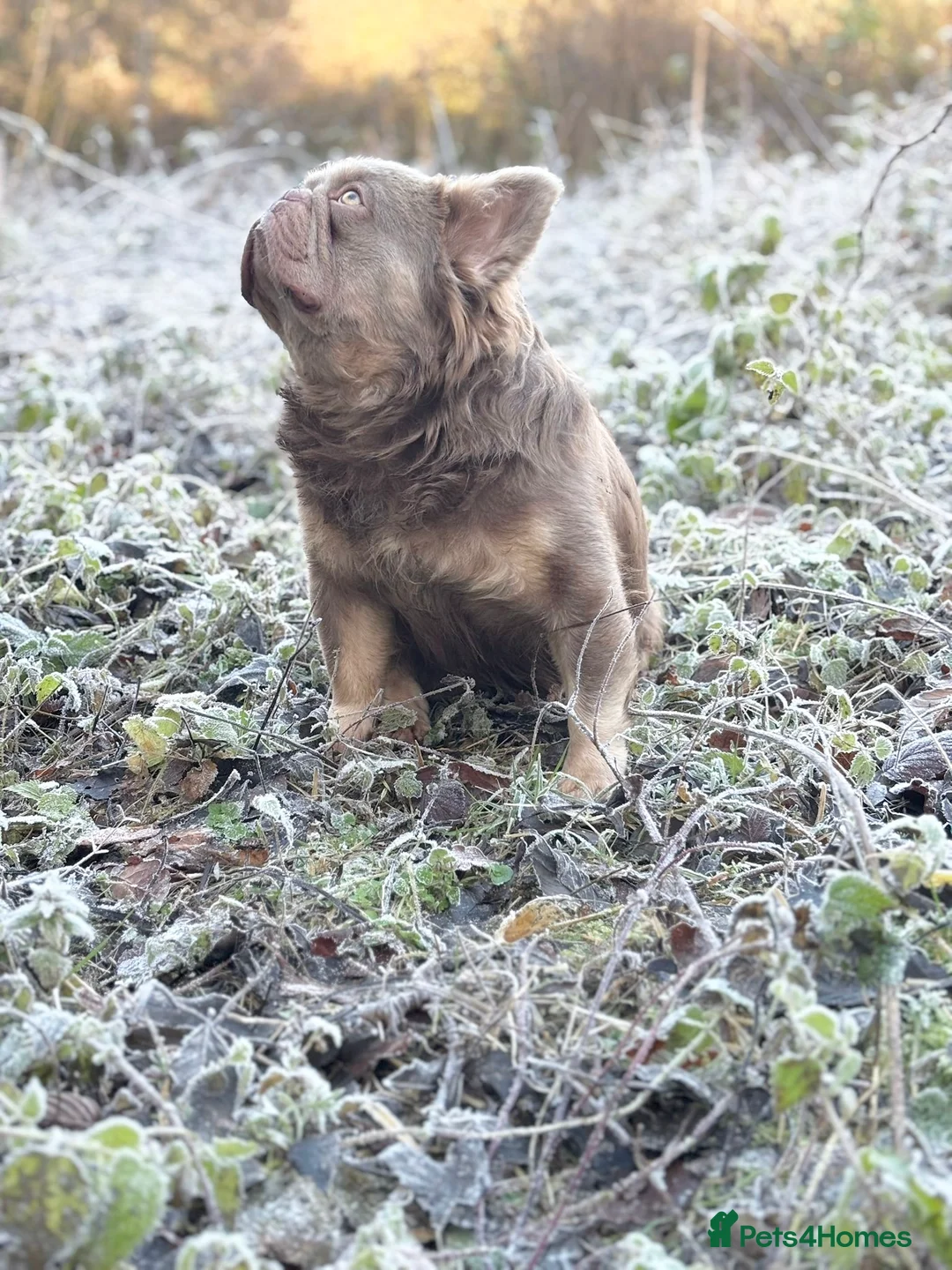 French Bulldog dogs for stud: 🐾New Shade Fluffy French Bulldog🐾 in Wishaw - Advert 5