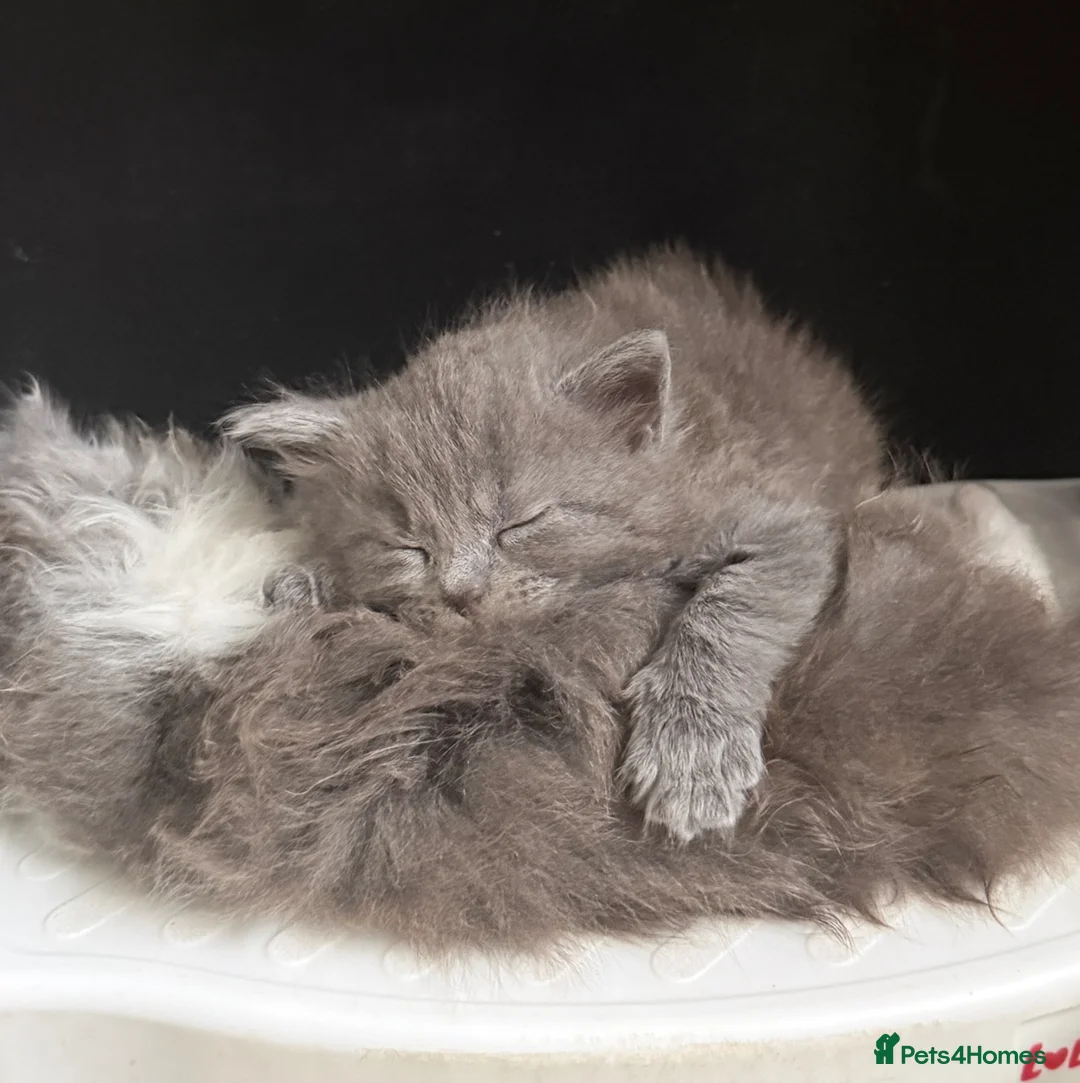 Mixed Breed cats for sale: Mixed Domestic Long Hair Kittens - 2 Girls & 1 Boy - Advert 2