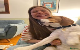 Beagle dogs for stud: Pedigree Beagle for Stud in Aldershot - Image 13