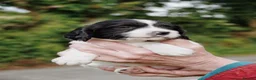 English Springer Spaniel dogs for sale: Working Springer Spaniel Puppies  - Advert 8