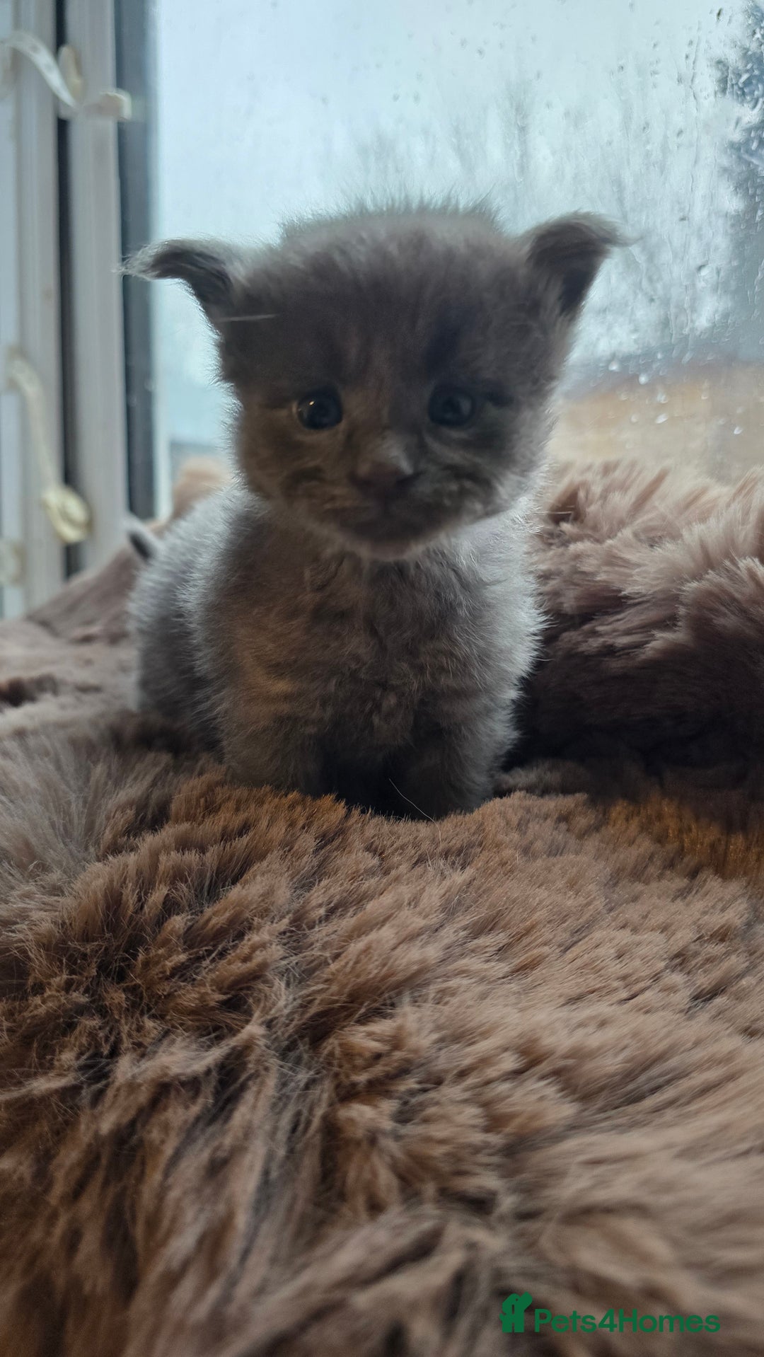 Maine Coon cats for sale: Stunning Mainecoons - Advert 2