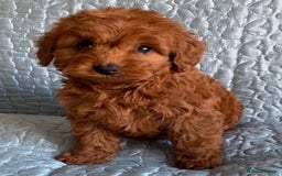Cockapoo dogs for sale: Extensively health tested F1b Faux red cockapoo - Image 8