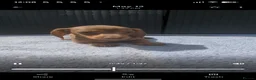 Miniature Dachshund dogs for sale: Mini dachshund  - Advert 8