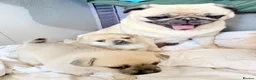 Pug dogs for sale: Pug x Pomeranian mixed breed puppies 🐕 - Advert 6