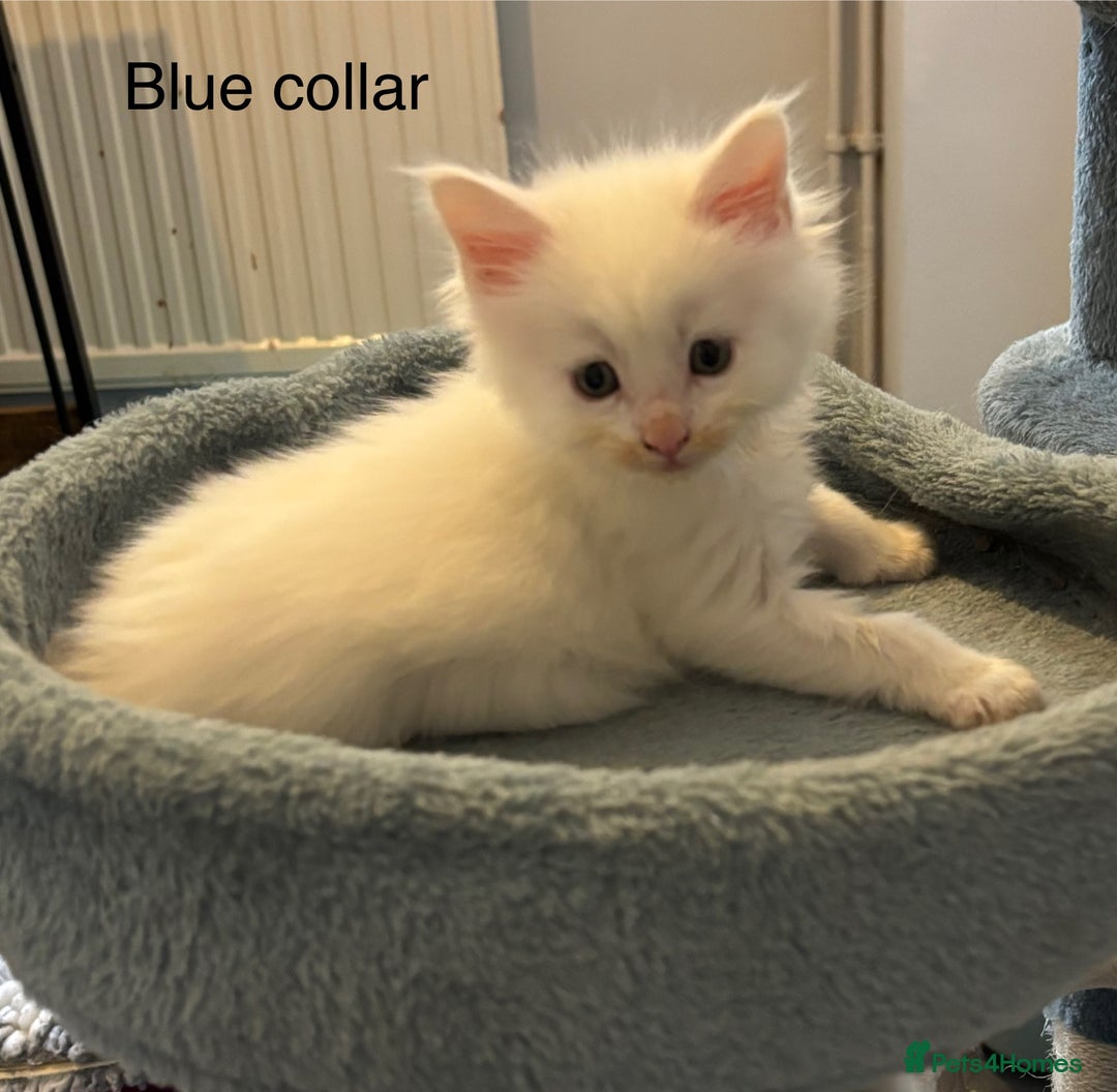 Maine Coon cats for sale: TICA & Council licensed white/black Maine Coons - Image 18