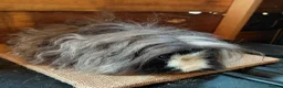 Guinea Pig rodents for sale: Guinea pigs  - Advert 3